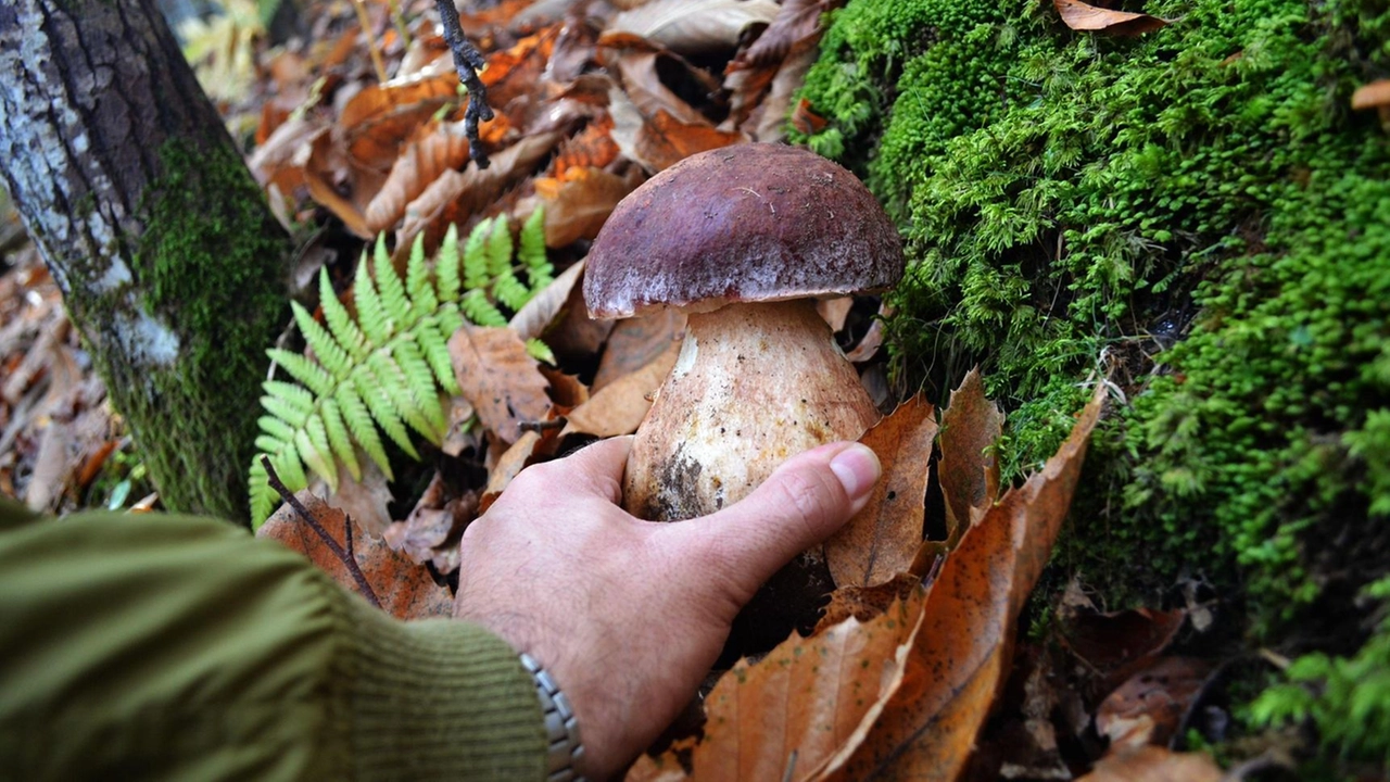 Porcini in quantità abbondanti, al via la raccolta dei funghi Porcini in quantità abbondanti, al via la raccolta dei funghi