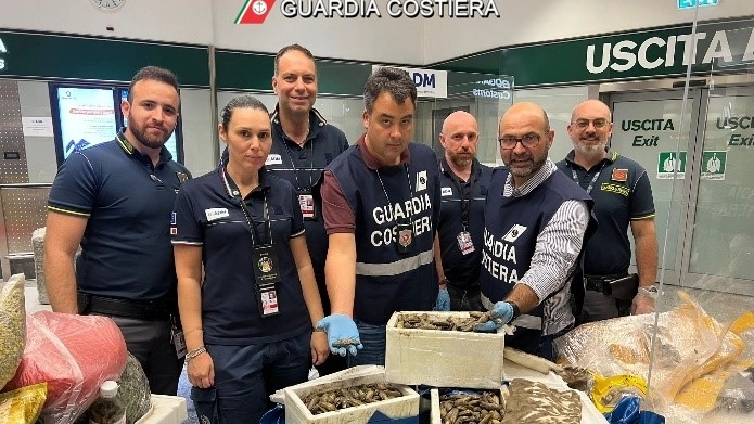 Malpensa, sequestrati 650 chili di pesci illegali tra i bagagli dei passeggeri (Foto Guardia Costiera) Malpensa, sequestrati 650 chili di pesci illegali tra i bagagli dei passeggeri (Foto Guardia Costiera)