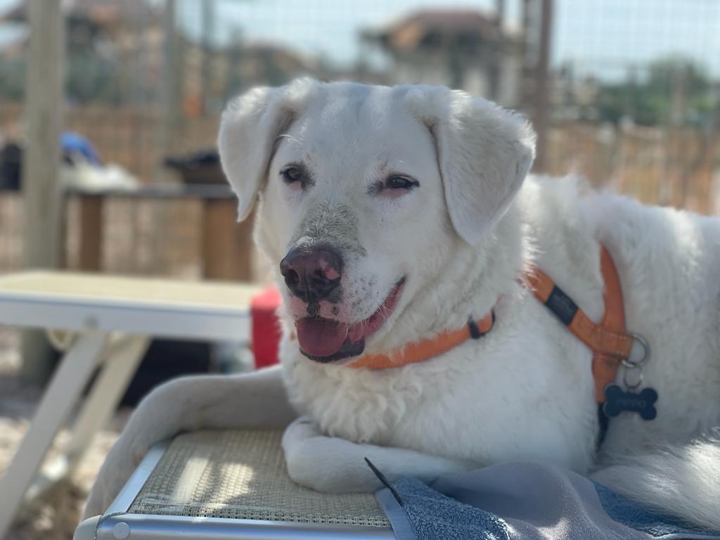 Caldo torrido a Ferragosto, cosa fare e cosa non fare per proteggere il nostro cane in città e in vacanza