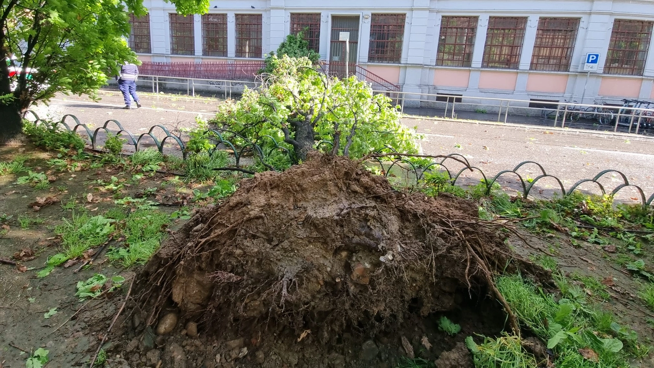 Milano, albero caduto davanti all'asilo nido di via Pietro Colletta