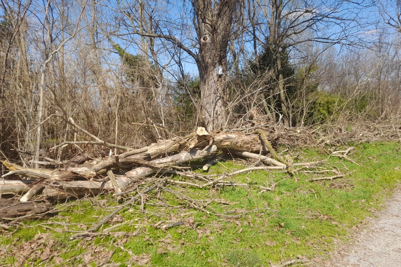 Gli alberi tagliati lunedì mattina