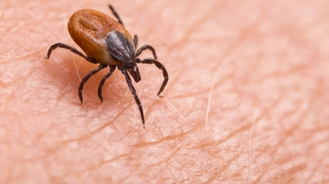 Zecche sull’uomo, il professore: i 10 bersagli preferiti e perché in Italia preoccupano le ‘nuove’ specie