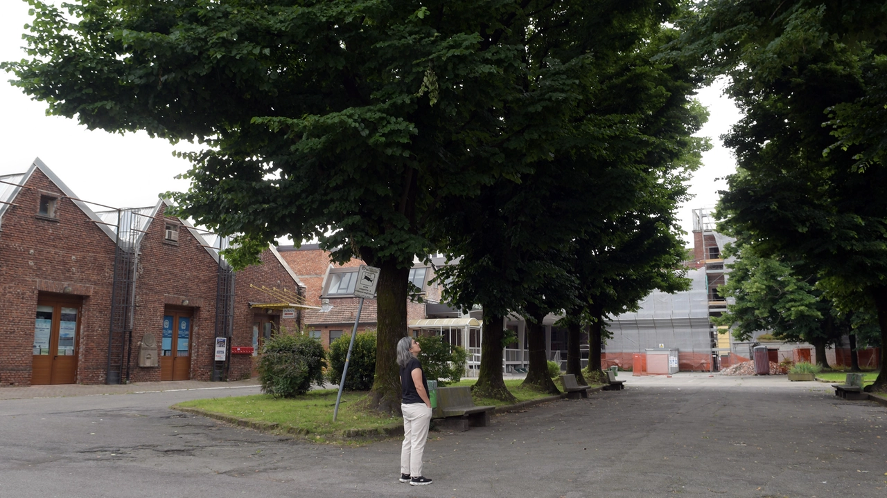 I tigli secolari di piazzale delle Associazioni: il progetto di restyling della zona prevede il loro abbattimento e la piantumazione di altri alberi I tigli secolari di piazzale delle Associazioni: il progetto di restyling della zona prevede il loro abbattimento e la piantumazione di altri alberi