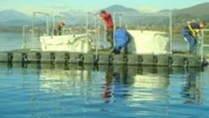 Il presidente di Alfa Paolo Mazzucchelli L’azienda che gestisce il servizio idrico integrato ha speso oltre 5 milioni in interventi di salvaguardia del lago di Varese Il presidente di Alfa Paolo Mazzucchelli L’azienda che gestisce il servizio idrico integrato ha speso oltre 5 milioni in interventi di salvaguardia del lago di Varese
