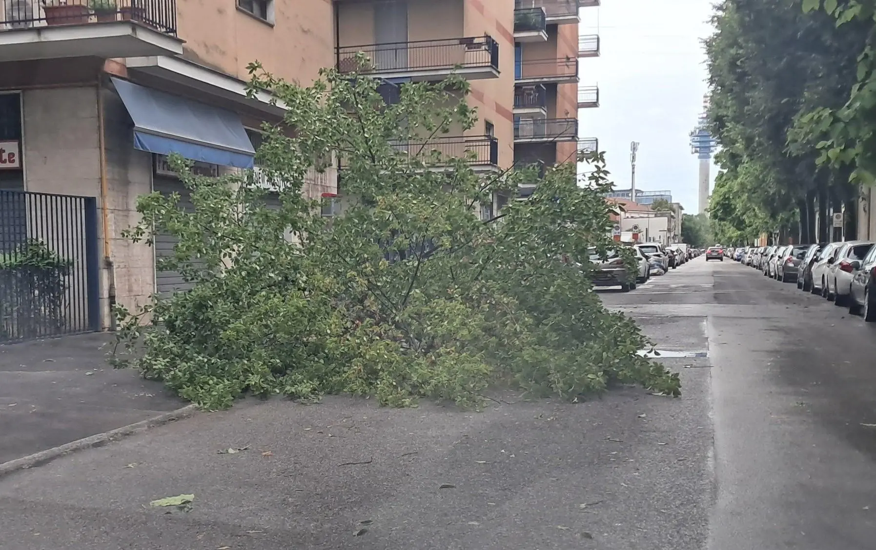 Sottopassi allagati, alberi crollati: "Più controlli sulle piante a rischio"