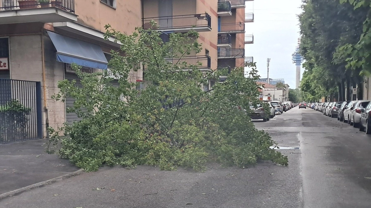 L’albero crollato in via Piemonte a Cologno Monzese