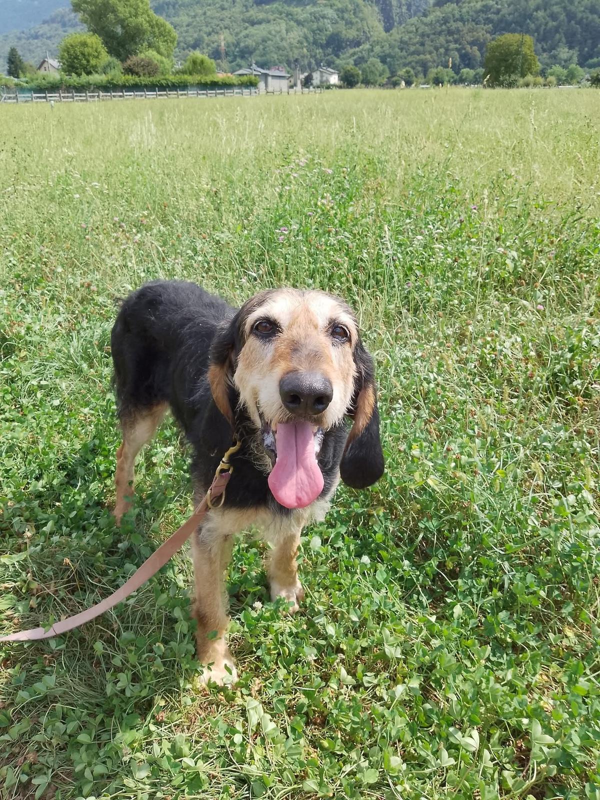 i latrati dei cani disturbano condannato il rifugio enpa obbligati a ridurre gli animali 200 ingiusto