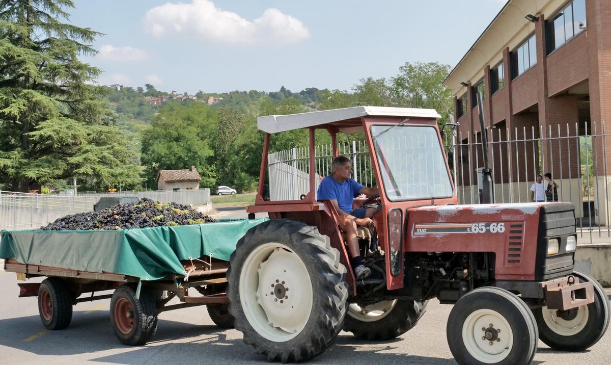 Terre d’Oltrepò, la svolta: un commissario per il vino. “Salviamo la vendemmia”