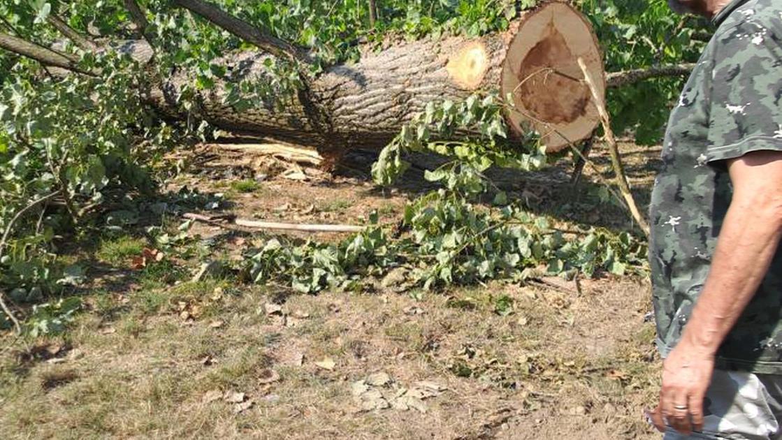 Alberi abbattuti in via delle Rose: "Ricostruiremo un bosco più forte" Alberi abbattuti in via delle Rose: "Ricostruiremo un bosco più forte"