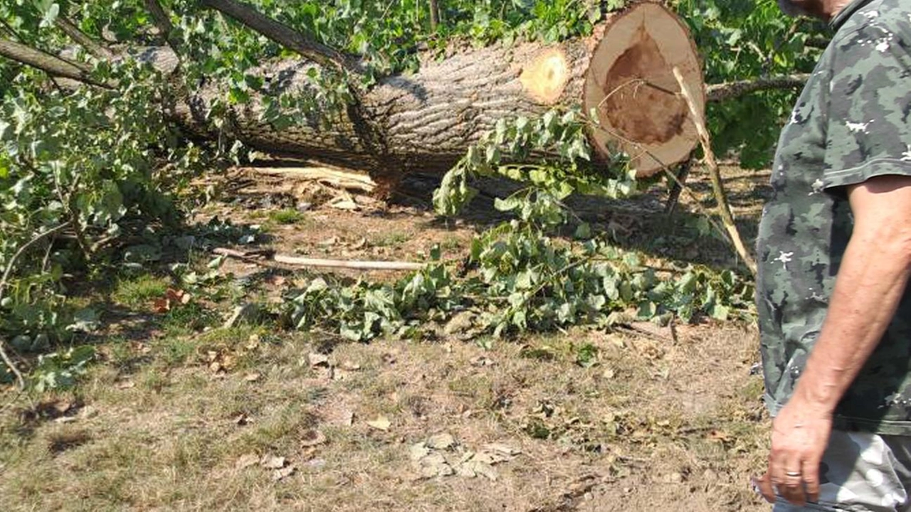 Cittadini allarmati, controllo dei tecnici: diverse le piante a rischio crollo Cittadini allarmati, controllo dei tecnici: diverse le piante a rischio crollo
