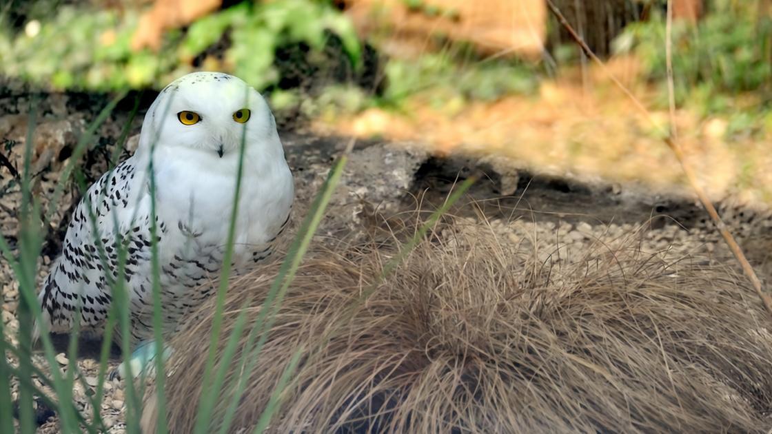 Sulle tracce degli animali notturni