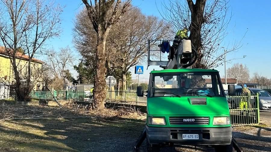 L’operazione di rimozione delle piante ormai morte o pericolanti è stata decisa in base alla valutazione di un tecnico specializzato L’operazione di rimozione delle piante ormai morte o pericolanti è stata decisa in base alla valutazione di un tecnico specializzato