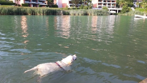 Tobia, di razza Golden Retriever, era l'amata mascotte di bambini e adulti Tobia, di razza Golden Retriever, era l'amata mascotte di bambini e adulti