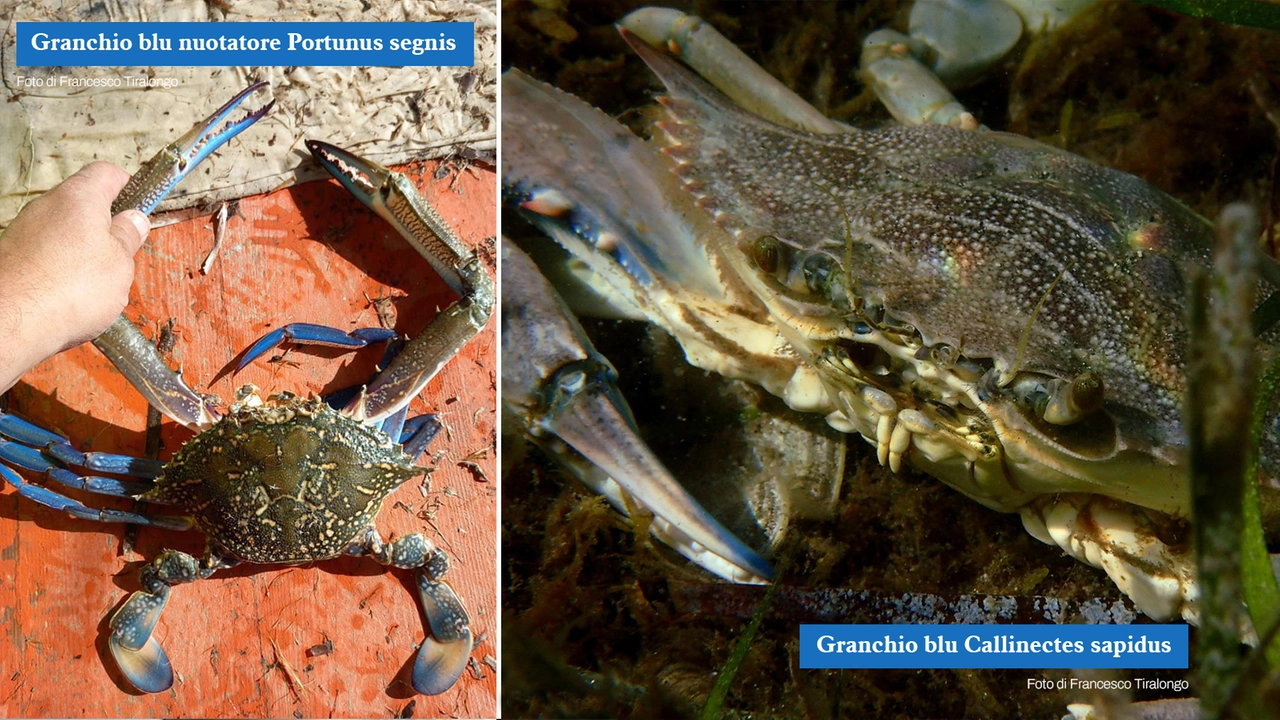 Granchio blu, due specie aliene invasive minacciano la biodiversità del Mediterraneo: non solo il Callinectes sapidus ma anche il nuotatore, Portunus segnis (foto Francesco Tiralongo)