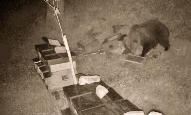 L’orso è tornato nelle valli bergamasche: due avvistamenti in poche ore. Arriva dal Trentino dove tornerà quando sarà adulto