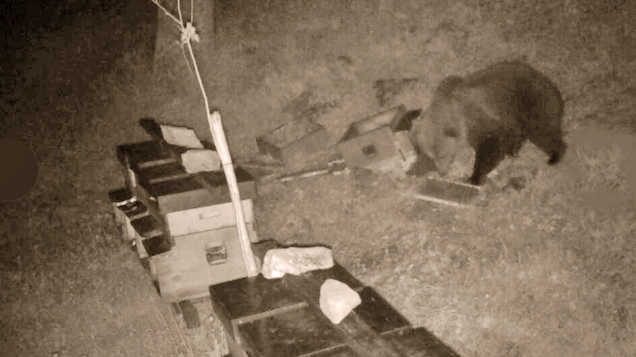 La fototrappola che ha immortalato l'orso in Val di Scalve, nella Bergamasca La fototrappola che ha immortalato l'orso in Val di Scalve, nella Bergamasca
