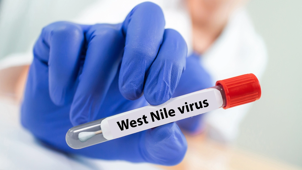 Il virus del West Nile in una provetta nel laboratorio Il virus del West Nile in una provetta nel laboratorio