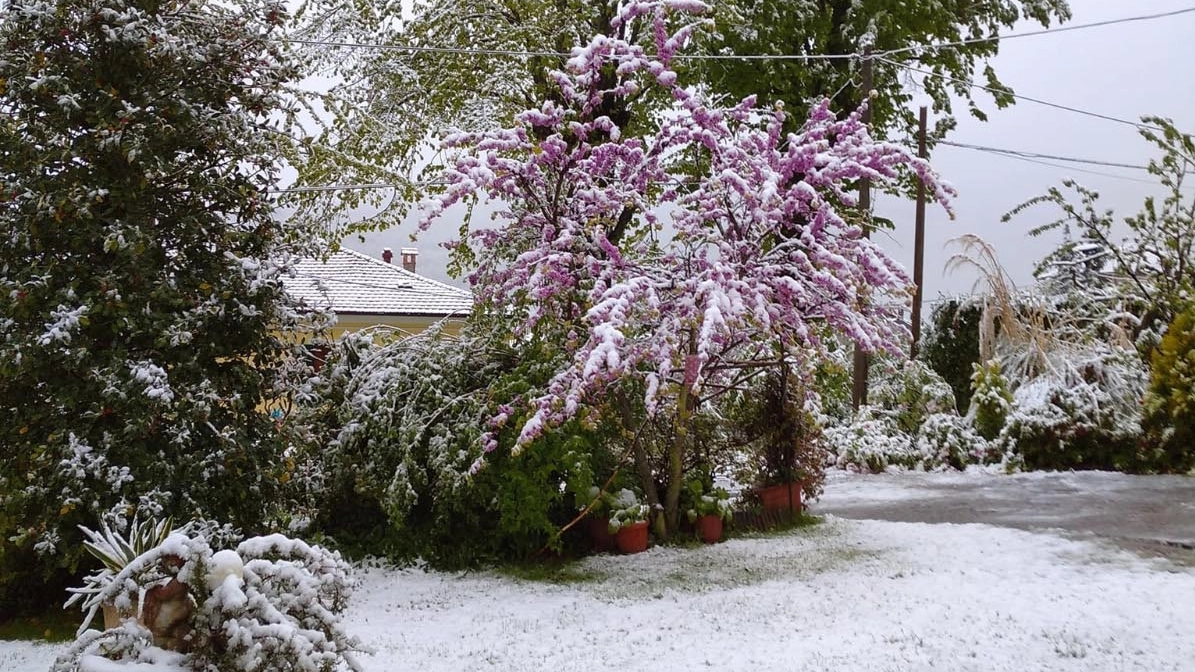 La neve sugli alberi in fiore in Lombardia