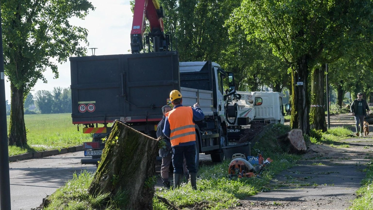 Pronta la replica delle “Signore degli alberi“ che si batterono contro l’abbattimento quattro anni fa "Non ci siamo mai opposte al taglio delle piante davvero pericolose. Inefficaci gli interventi del Comune".