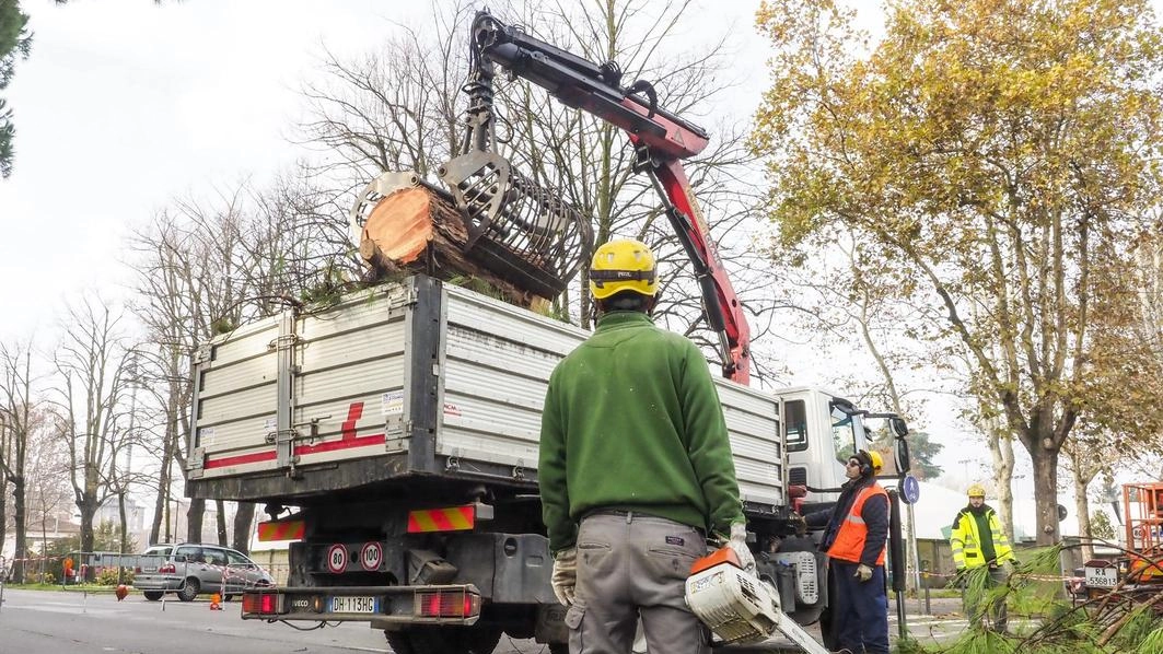 Il piano predisposto dal Comune prevede la rimozione e sostituzione di alberi morti o a rischio in tredici zone di Gallarate Il piano predisposto dal Comune prevede la rimozione e sostituzione di alberi morti o a rischio in tredici zone di Gallarate