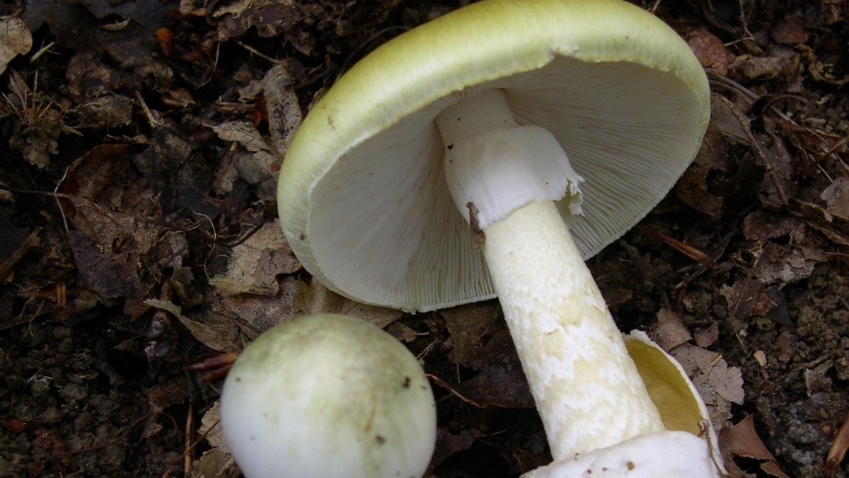 L'ipotesi è che il 68enne abbia ingerito l'amanita phalloides L'ipotesi è che il 68enne abbia ingerito l'amanita phalloides