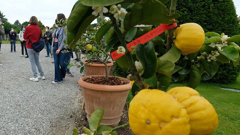 Dieci anni fa le riportò alla vita assieme a un botanico consultando un antico catalogo e quadri del Settecento. L’impegno: non abbandono questa grande passione, continuerò a occuparmi della collezione.