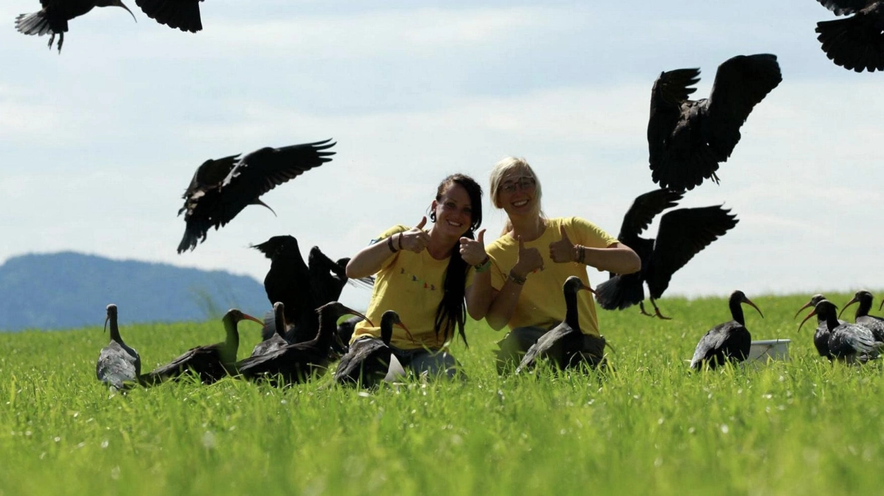 Nel Parco di Monza come in città la cornacchia grigia è ormai una presenza fissa, essendosi perfettamente adattata alla vita urbana Nel Parco di Monza come in città la cornacchia grigia è ormai una presenza fissa, essendosi perfettamente adattata alla vita urbana