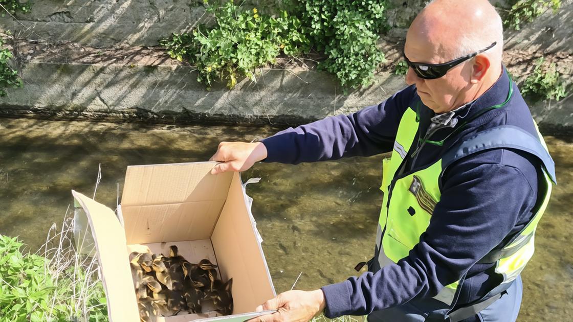 Anatroccoli a Lacchiarella. Nidiata a spasso per le vie. Scatta il soccorso: salvati