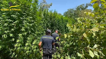 Pavia, scoperta con l’elicottero una piantagione di cannabis nel Parco del Ticino: sequestrate 200 piante