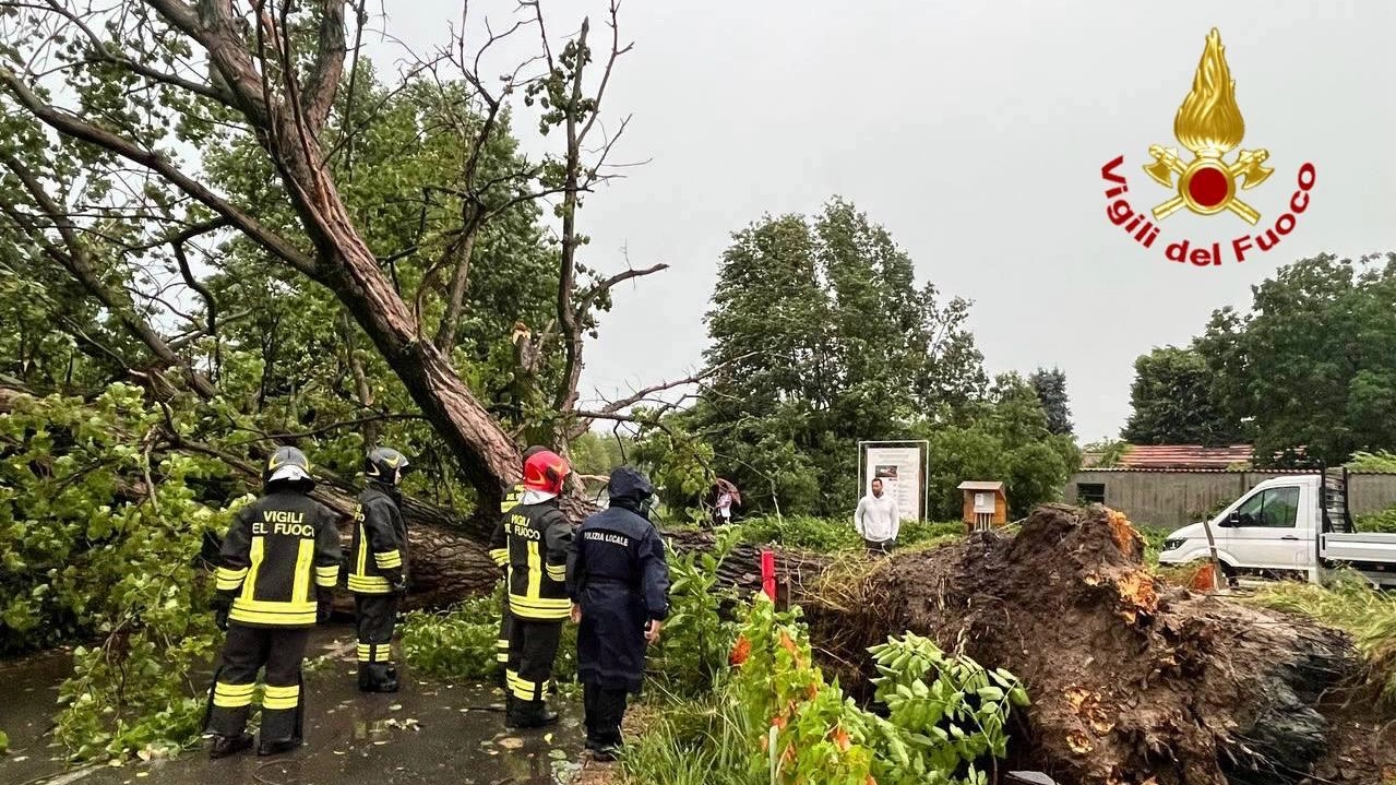Molti alberi hanno ceduto sotto le raffiche di vento Molti alberi hanno ceduto sotto le raffiche di vento
