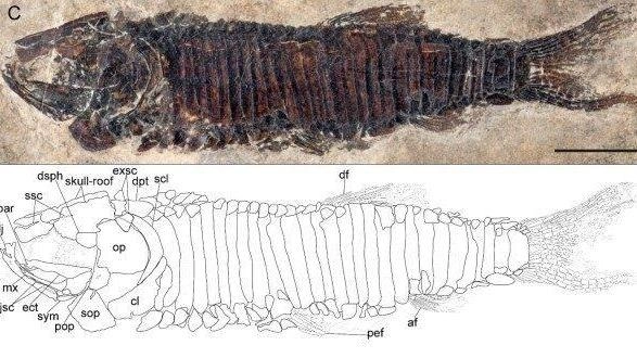 Il piccolo pesce “varesino”, denominato Habroichthys flaviae , non superava i tre centimetri di lunghezza