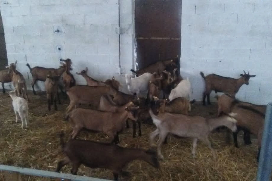Carlo Biffi amava i suoi animali, e non solo perché erano per lui una fonte di reddito