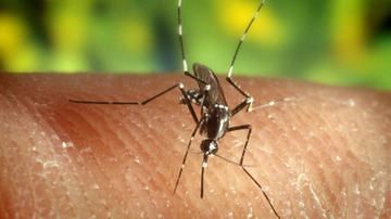 Dengue, a Ortona (Chieti) i casi sono diventati 8