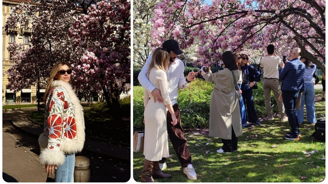 magnolie in fiore a milano ritorna il boom delle foto sui social piazza tommaseo la più immortalata