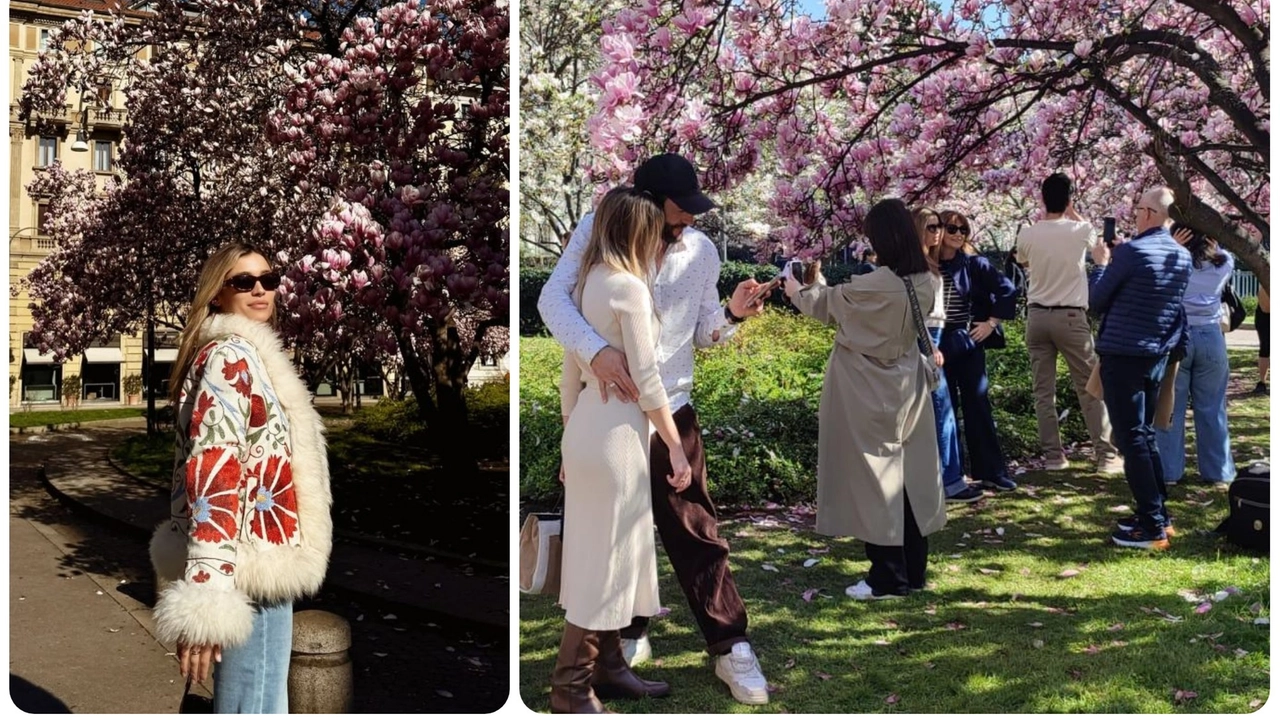 Milano, tutti pazzi per le magnolie di piazza Tommaseo, anche Ludovica Frasca (a sinistra) Milano, tutti pazzi per le magnolie di piazza Tommaseo, anche Ludovica Frasca (a sinistra)