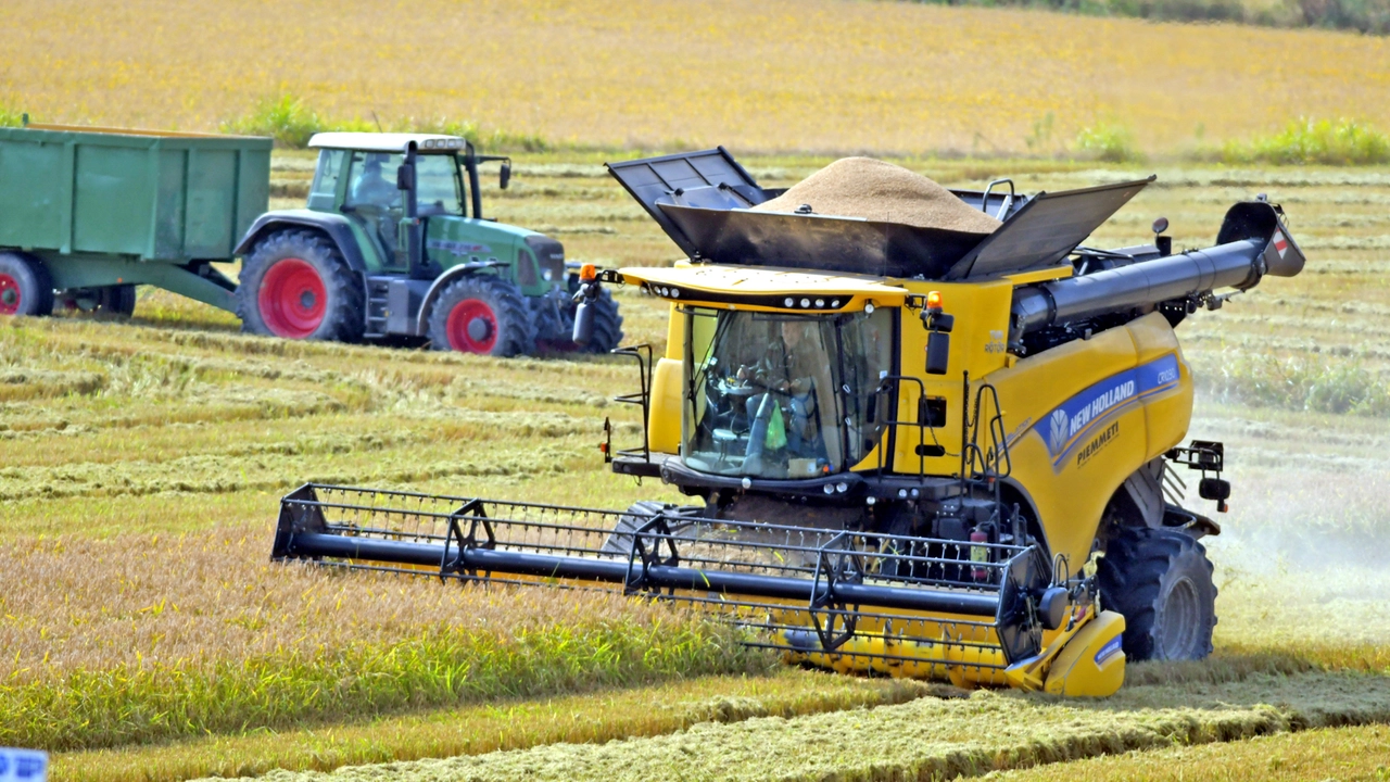 Ogni anno in Italia si importano 71.550 tonnellate di riso Ogni anno in Italia si importano 71.550 tonnellate di riso