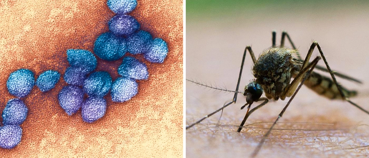 West Nile, nuovo caso nel Pavese: sessantenne ricoverato a Vigevano