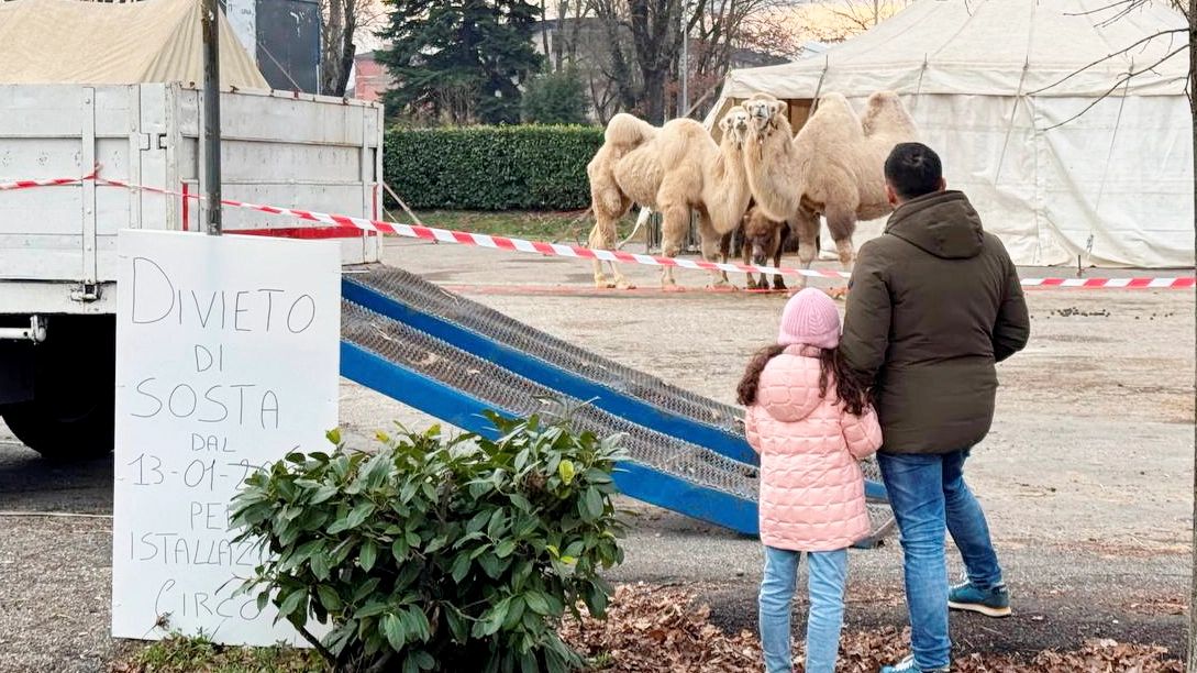 Il circo con gli animali si è insediato in piazzale Fermi (Torres) Il circo con gli animali si è insediato in piazzale Fermi (Torres)