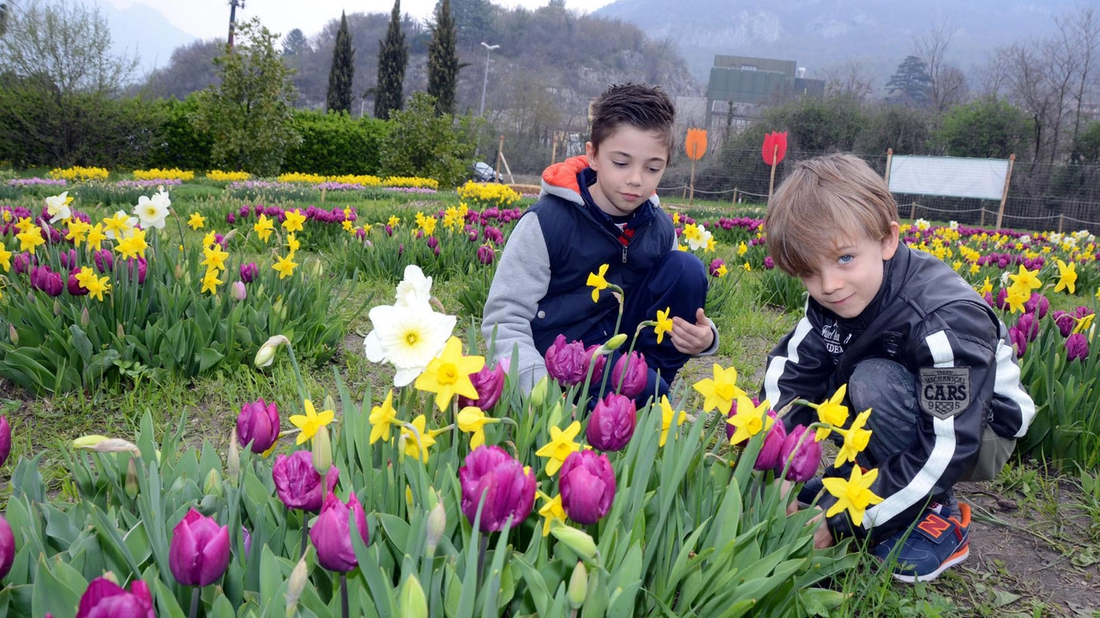 I tulipani “degli studenti” sono sbocciati