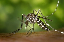 Allerta Dengue (Foto Dire)