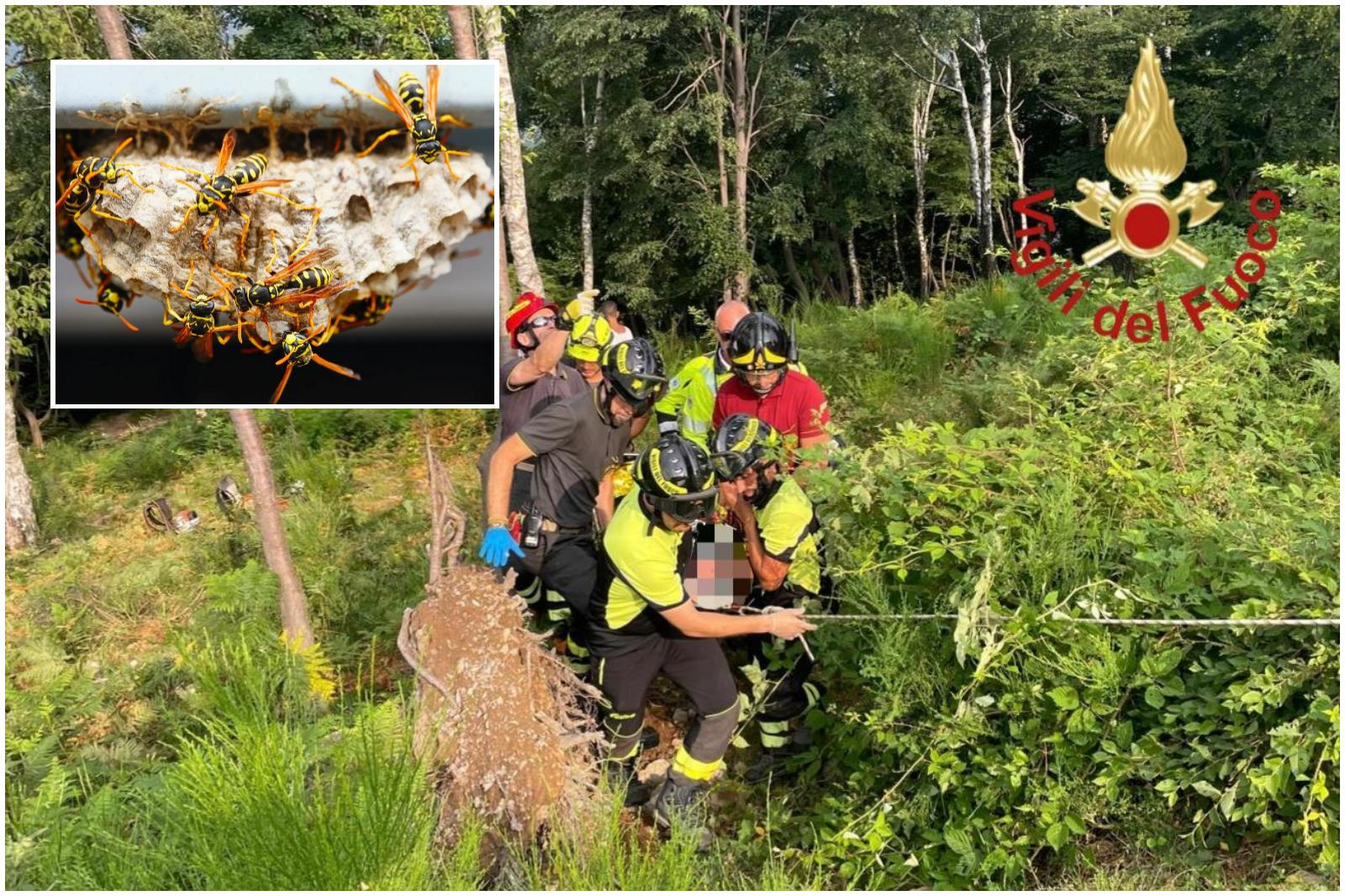 Incubo a Eupilio, attaccato da decine di vespe nel bosco: operaio finisce in ospedale Incubo a Eupilio, attaccato da decine di vespe nel bosco: operaio finisce in ospedale
