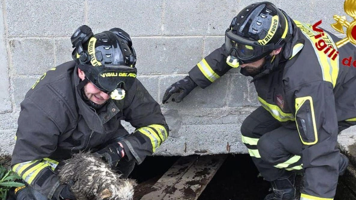 La curiosità poteva costargli cara. I vigili del fuoco sono intervenuti nel comune di Fagnano Olona per soccorrere un cane... La curiosità poteva costargli cara. I vigili del fuoco sono intervenuti nel comune di Fagnano Olona per soccorrere un cane...