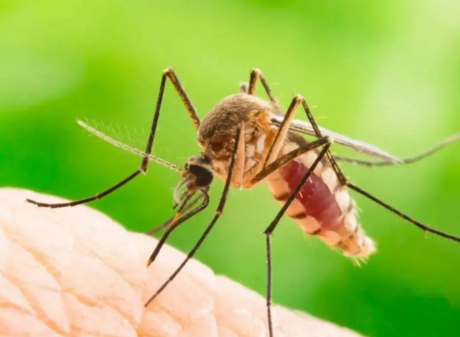 Un caso di Dengue a Solbiate Arno. Un cittadino positivo dopo un viaggio all’estero