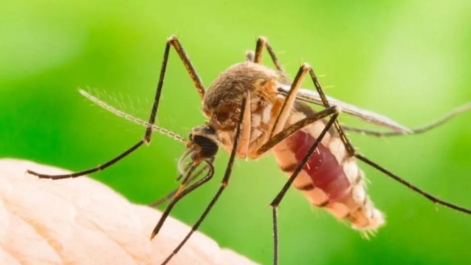 Un caso di Dengue a Solbiate Arno. Un cittadino positivo dopo un viaggio all’estero