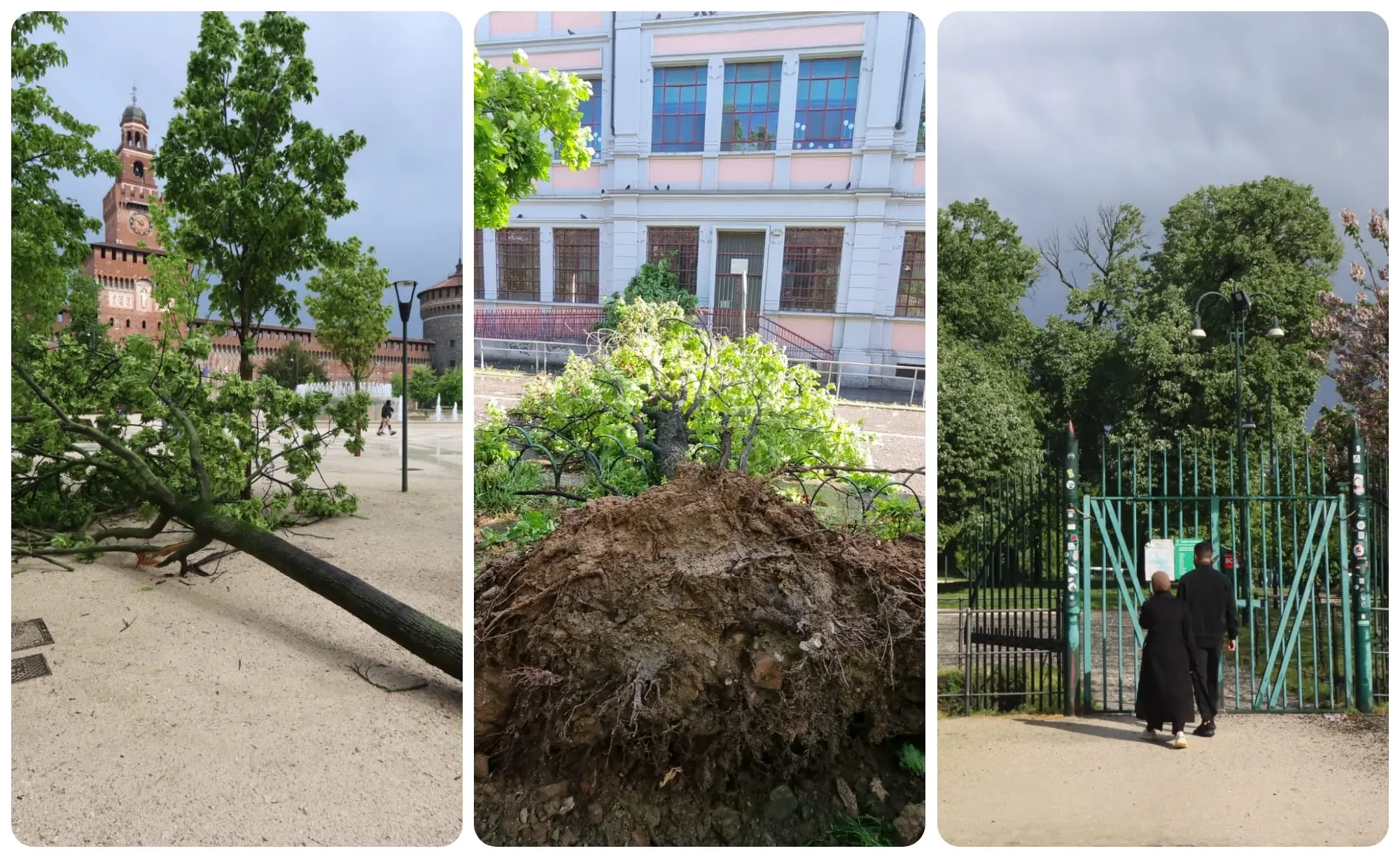 Maltempo in Lombardia, pioggia e forte vento: alberi caduti, allagamenti e parchi chiusi. Po, Ticino e Sesia in piena