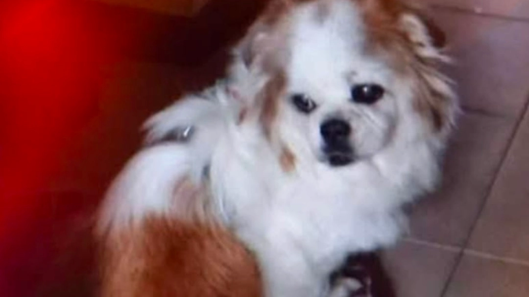 Flò, la cagnolina rubata con l'auto a Codogno