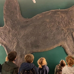A Besano, nel Varesotto, cinque serate tra fossili in mostra e natura
