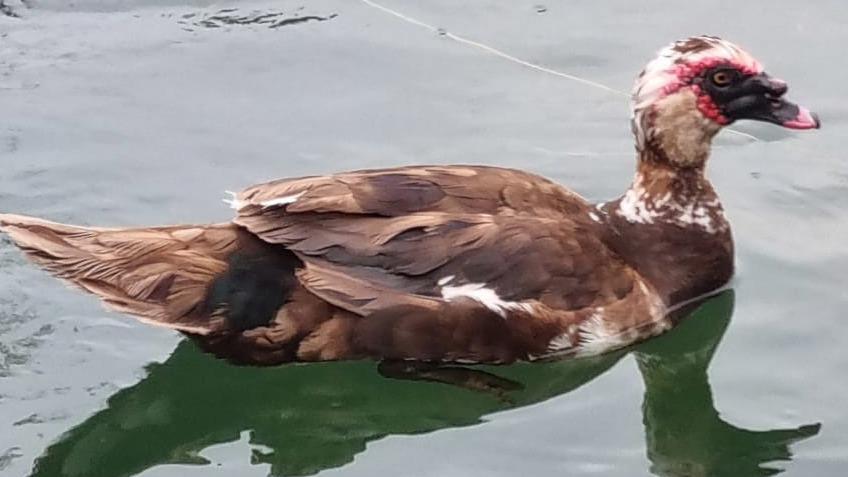 Oca nel Naviglio. Via al recupero prima dell’asciutta Oca nel Naviglio. Via al recupero prima dell’asciutta