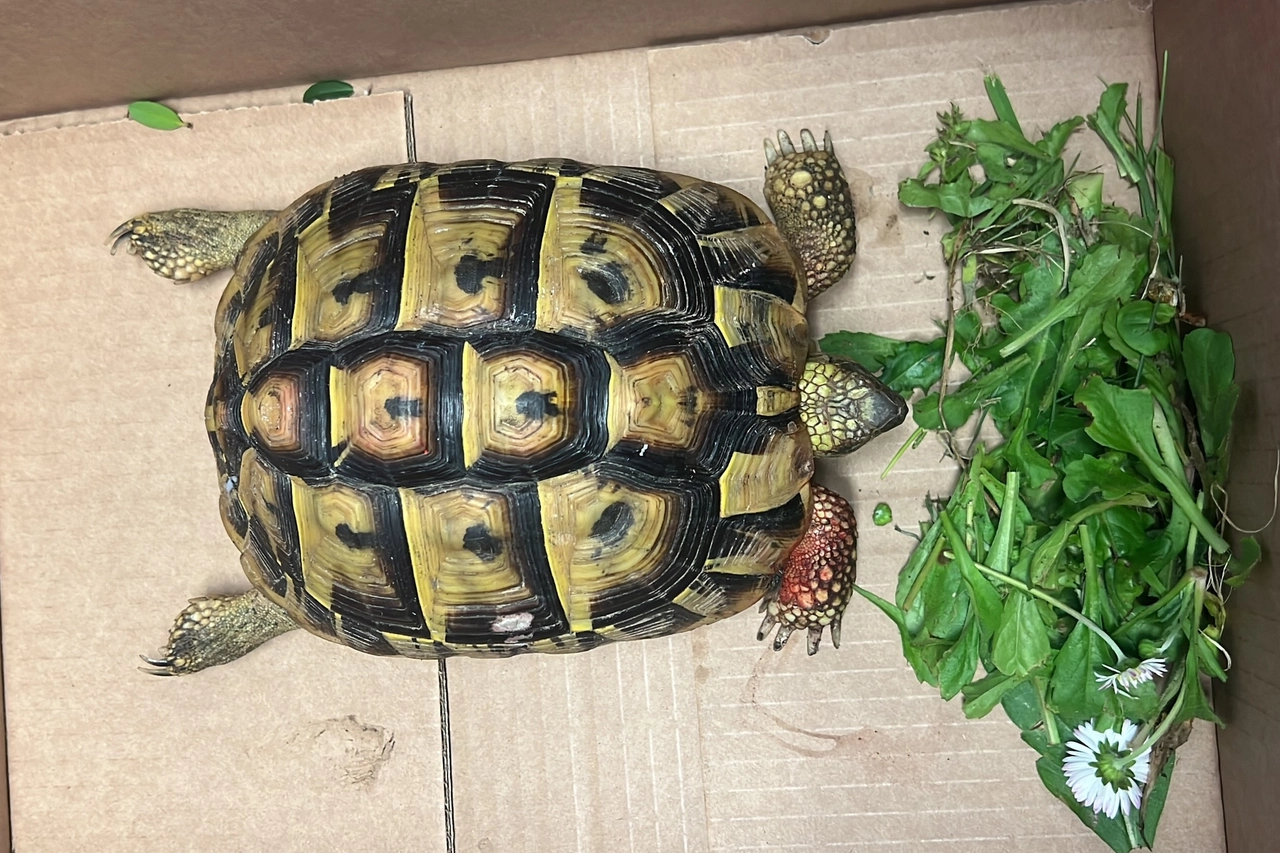 La tartaruga salvata