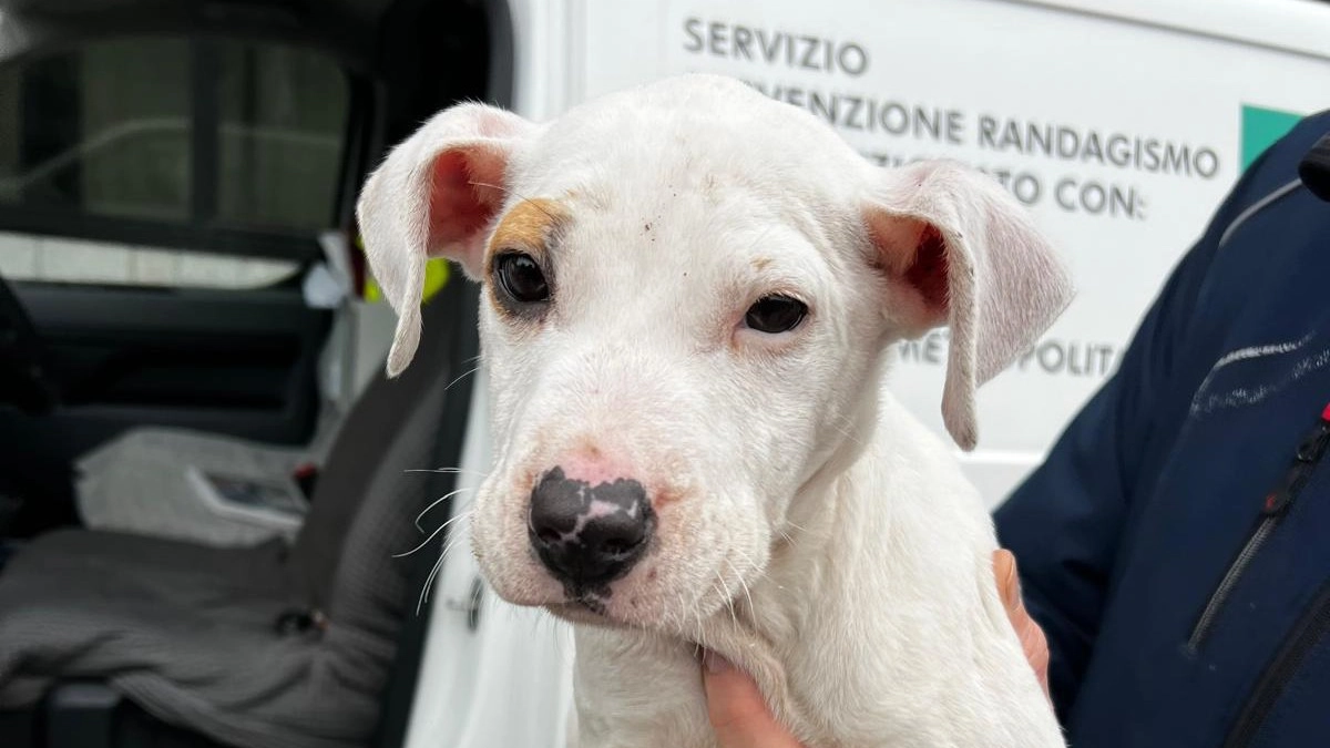 Uno degli esemplari salvati dagli agenti della polizia locale Uno degli esemplari salvati dagli agenti della polizia locale
